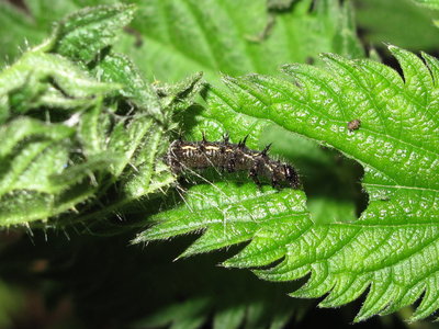 Red Admiral 4th instar feeding from tent 13-Apr-2019