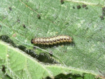 Small Tortoiseshell 2nd instar larva (pre-moult) - Crawley, Sussex 26-June-2020