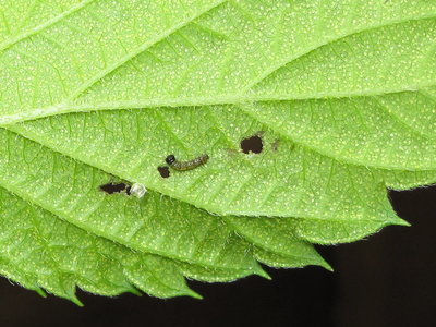 Comma larva (1st instar) on Hop - Caterham, Surrey 31-July-2013