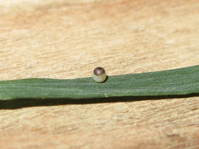 Speckled Wood egg (4 hours before hatching) - Crawley, Sussex 19-June-2014