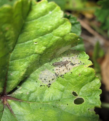 Painted Lady larval shelter (2nd instar) on Mallow - Lancing, Sussex 20-Sept-2019