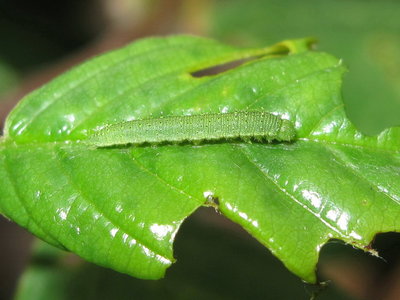 Brimstone larva (3rd instar) - Crawley, Sussex 6-June-2017