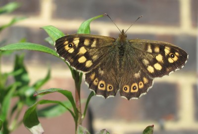 Speckled Wood - Crawley, Sussex 8-March-2024