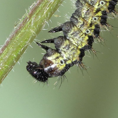Small Tortoiseshell larva (4th instar pre-moult) - Caterham, Surrey 8-June-2013