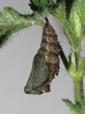 Red Admiral pupa (15 mins old) 14-Apr-2017