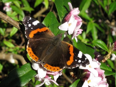 Red Admiral - Crawley, Sussex 29-Jan-2022