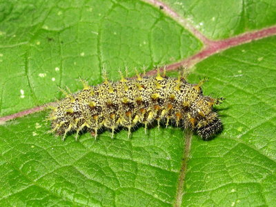 Red Admiral 5th instar larva - Lancing, Sussex 6-Sept-2019 (L15 )