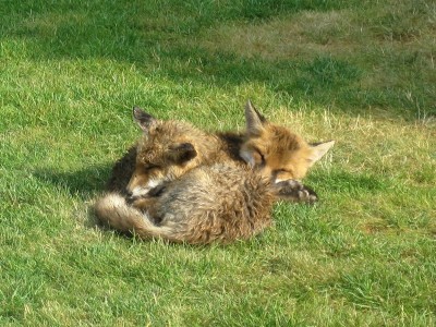 Fox cubs - Crawley, Sussex 18-June-2023