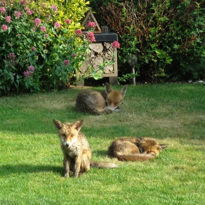 Fox and cubs - Crawley, Sussex 18-June-2023