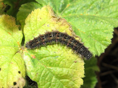 Painted Lady larva 5th instar - Lancing, Sussex 28-Nov-2019