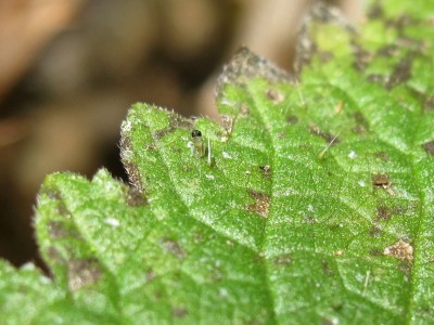 Red Admiral larva emerging from egg - Crawley, Sussex 28-Jan-2022