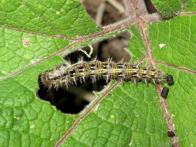 Painted Lady larva 5th instar (coloured form) - Lancing, Sussex 20-Sept-2019