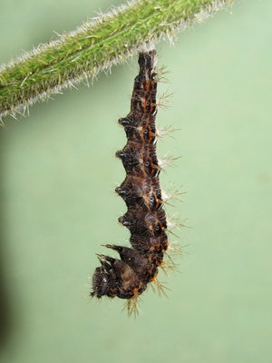 Comma larva (nearing pupation) - Caterham, Surrey 22-Sept-2012