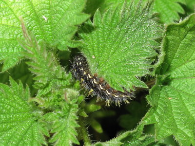 Red Admiral larva (5th instar) - Lancing, Sussex 24-Mar-2019
