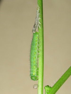 Green-veined White larva emerging from moult - Crawley, Sussex 24-May-2015