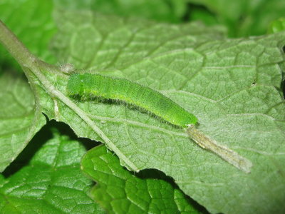 Small White larva (post moult 5th instar) - Caterham, Surrey 10-Aug-2013