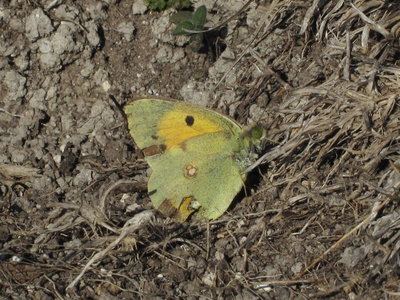Clouded Yellow - Mill Hill, Sussex 2-Nov-2018