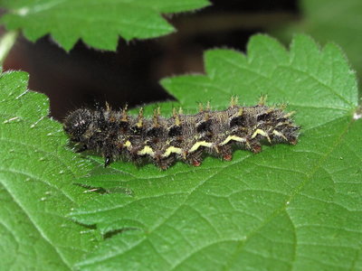 Red Admiral 5th instar larva - Crawley, Sussex 30-Mar-2017 (L8)