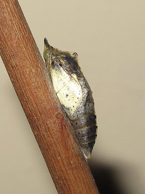 Small White pupa (15 hours before emergence) - Crawley, Sussex 8-May-2017