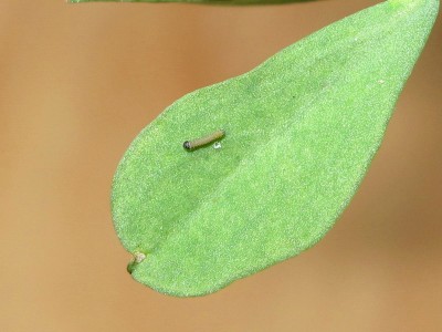 Clouded Yellow larva finished eating empty egg shell - Lancing, Sussex 15-Sept-2020