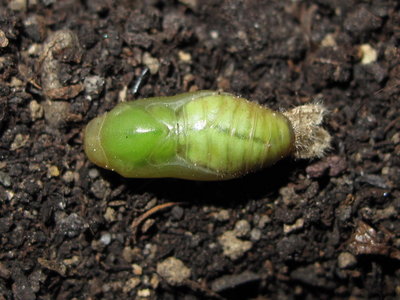 Common Blue pupa (11 days before emergence) 3-June-2012