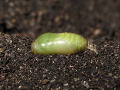 Common Blue pupa (6 days before emergence) 8-June-2012