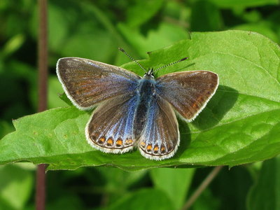 Common Blue female - Chaldon, Surrey 2-June-2012