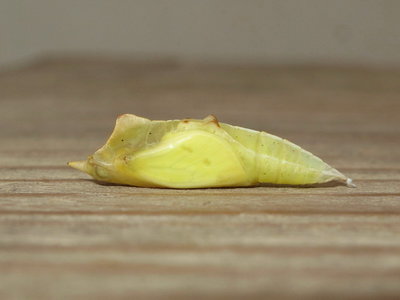 GVW pupa (soft form) 29 hours before emergence - Crawley, Sussex 2-June-2017