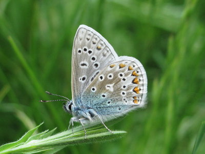 Common Blue male (wing spot variation) - Addington, Surrey 30-May-2012