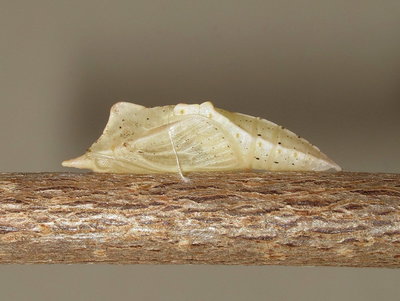 GVW overwintering pupa (4 days old) with raised veins - Crawley, Sussex 2-June-2017
