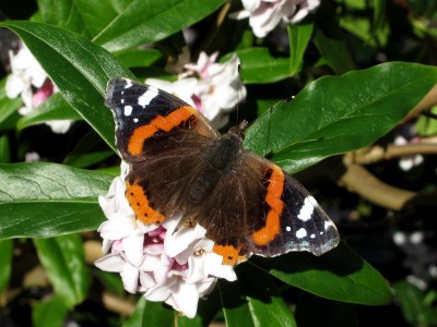 Red Admiral 1 - Crawley, Sussex 6-Feb-2020