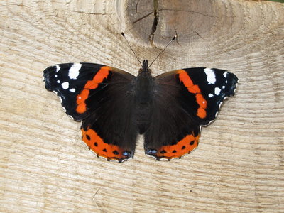 Red Admiral female ab.bialbata (freshly emerged), Caterham, Surrey 20-July-2011