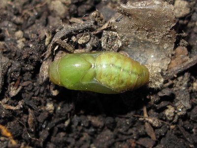 Common Blue pupa (still attached to the top of the pupal cell) 29-May-2012