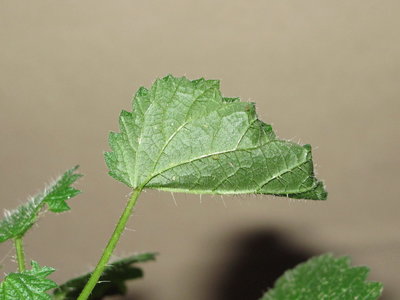 3rd instar larval tent (newly formed) - Crawley, Sussex 19-Dec-2015