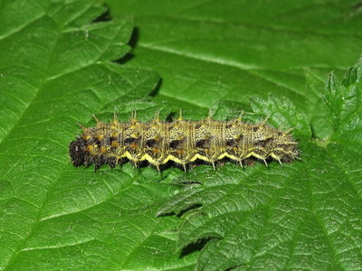 Red Admiral 5th instar larva - Crawley, Sussex 22-Apr-2019 (L14 )
