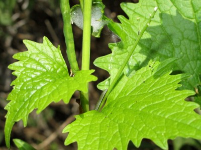 Orange-tip #2 (3rd instar) with leaf feeding damage and frass - Crawley, Sussex 7-May-2020