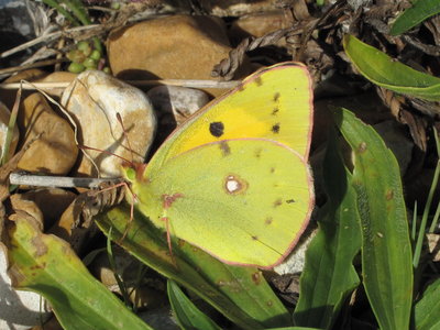 Clouded Yellow - Lancing, Sussex 7-Oct-2018