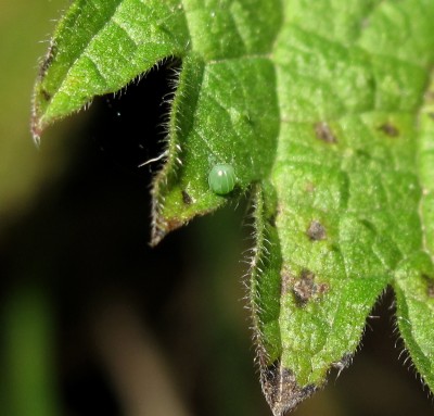 Fresh Comma egg - Crawley, Sussex 27-Mar-2022