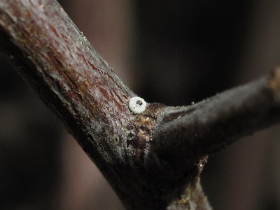 Brown Hairstreak larva hatching - Crawley, Sussex 6-April-2020