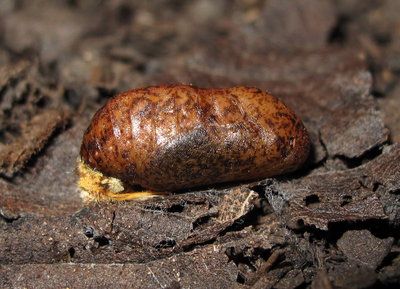 Brown Hairstreak Pupa (L1) typical colouration 15-June-11