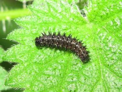 Red Admiral 3rd instar larva - Crawley, Sussex 17-Oct-2017