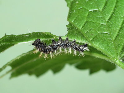 Comma larva 4th instar - Caterham, Surrey 21-August-2012