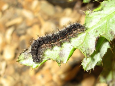 Painted Lady larva 5th instar - Crawley, Sussex 1-Jan-2020