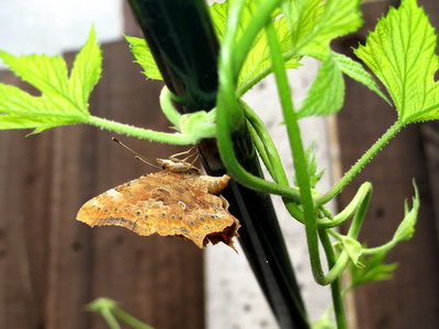 Comma egg-laying on Hop - Caterham, Surrey 27-July-2013