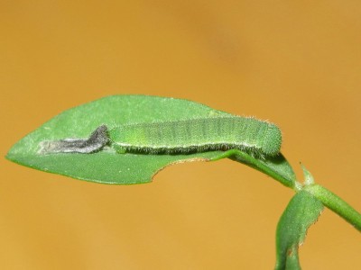 Clouded Yellow larva 4th instar (post-moult)  - Crawley, Sussex 29-Sept-2020