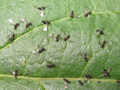 Parasitic wasps - Crawley, Sussex 17-Sept-2019