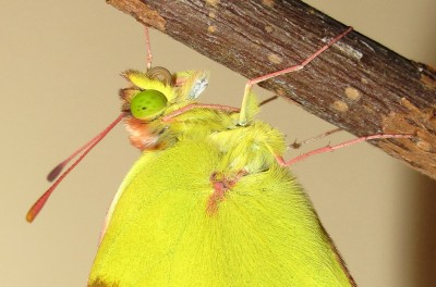 Clouded Yellow male (drying wings) - Crawley, Sussex 30-Oct-2020