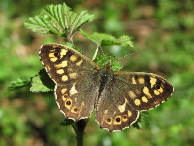 Speckled Wood male - Kenley, Surrey 26-March-2012