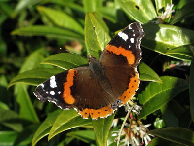 Red Admiral - Crawley, Sussex 20-Feb-2017