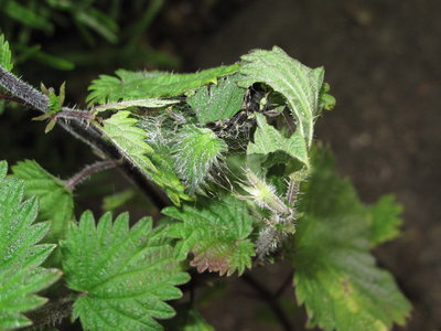 Red Admiral pupation tent - Caterham, Surrey 23-June-2012